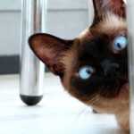 より目でこちらをのぞき込む、ブルーアイのねこ