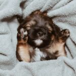 タオルに包まれた子犬