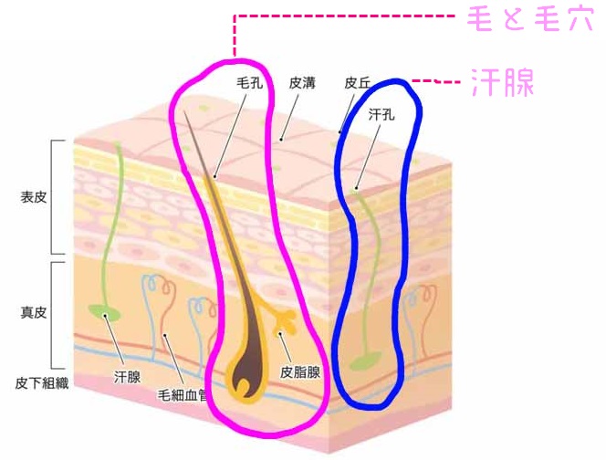 イラスト_汗腺と毛穴 違い 図解