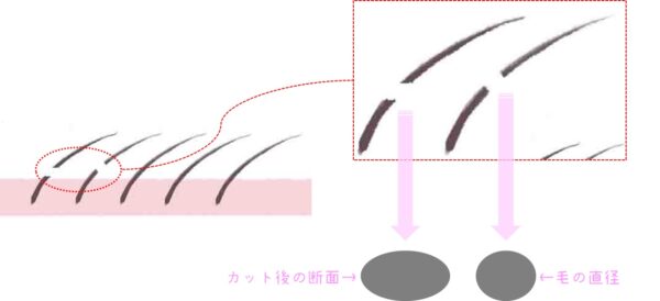 イラスト　カットした毛の断面の面積と毛の直径　比較　図解